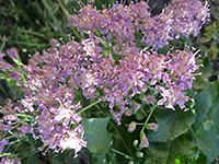 Pink-petaled flowers