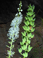 Arizona Bugbane