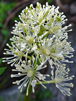 Actaea rubra