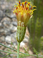 Calyculi and phyllaries