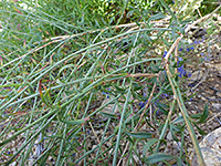 Stems and leaves