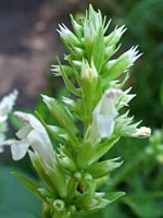 White flowers and green bracts