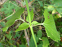 Stem leaves