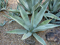 Agave asperrima