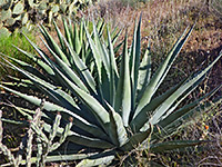 Agave chrysantha