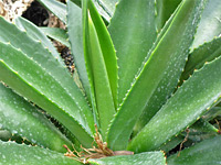 Green leaves of false sisal