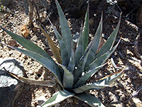 Agave deserti - leaves