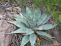 Agave havardiana