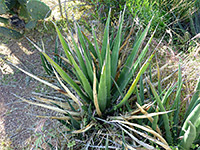 Light green lechuguilla leaves