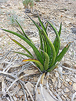 Curving lechuguilla leaves