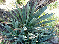 Agave murpheyi