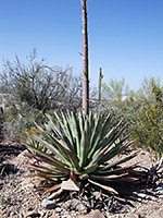 Murphey's agave flower stalk