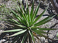 Agave palmeri