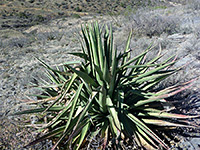 Sprawling plant