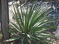 Shady Palmer's agave