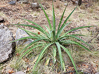 Curving leaves of Palmer's agave