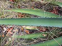 Red leaf teeth