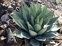 Agave parryi