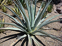 Agave phillipsiana