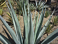 Leaves of Grand Canyon agave