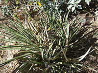 Untidy cluster of Schott's agave