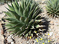 Shaw's agave - globular rosette