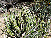 Agave toumeyana