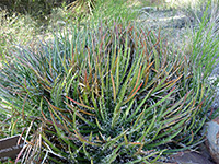 Large clump of Toumey's agave