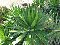 Agave univittata