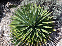 Agave utahensis