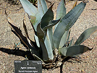 Agave verdensis