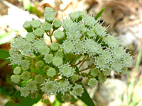 Ageratina paupercula