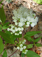 Flower cluster