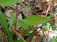 Santa Rita Snakeroot