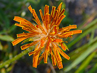 Agoseris aurantiaca