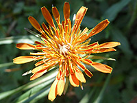 Agoseris aurantiaca