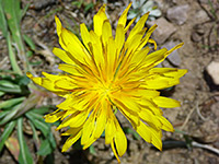 Agoseris glauca