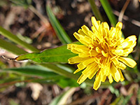 Flowerhead and leaf