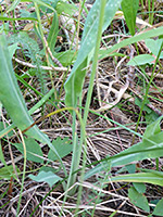 Basal leaves