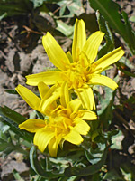 Pair of flowerheads