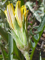 Phyllaries and florets