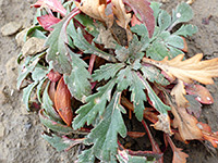 Basal leaves