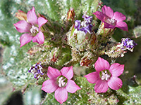 Broad-leaved gilia