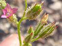 Developing fruit