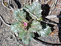 Basal leaves