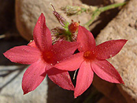 Red flowers