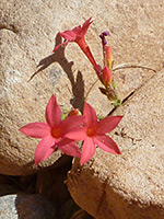 Flowers and a bud