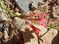 Coral Gilia