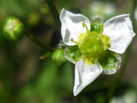 Three-petalled flower