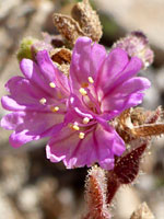 Notched petals